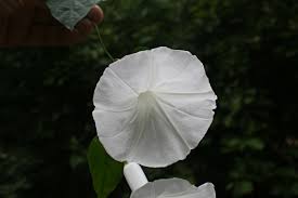 Image result for Ipomoea shupangensis