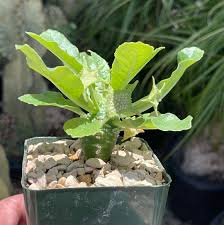 Image result for Dorstenia