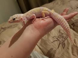 We did not find results for: My Girl Nebula Goblin Tug Snow Hypo Trempor Eclipse Leopardgeckos