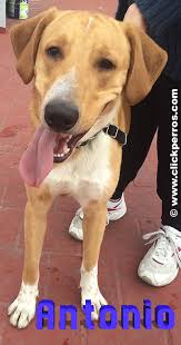 If you think you've got a future police dog on your hands, you might want to consider this occupational name, which, loosely translated, means law enforcer. 1001 Best Dog Names For Smart Pets