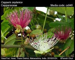 Image result for Capparaceae