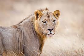 How is one day as a lion better than a thousand as a sheep? Bush Journal Program Updates Big Life Foundation