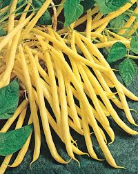 Beurre Potager Haricot Jardin Botanique