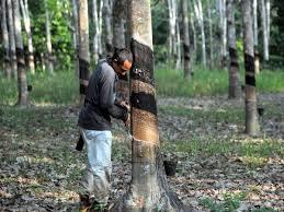 Apa maksud pekebun kecil getah pemilik pengusaha? Nasib Penoreh Getah Diberi Perhatian Teresa Utusan Borneo Online