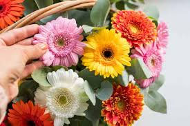 Image result for Gerbera jamesonii