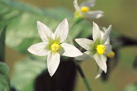 Image result for Solanum americanum
