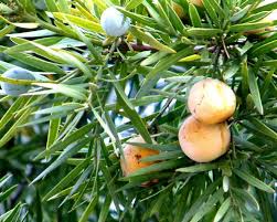Image result for Afrocarpus