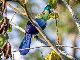 It is found in burundi, democratic republic of the congo, rwanda, and uganda. Rwenzori Turaco Ebird