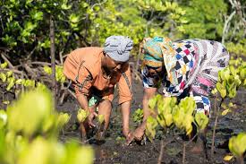 Image result for Haplocoelum inoploeum