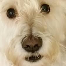 The Grizzly Golf and Social Lodge