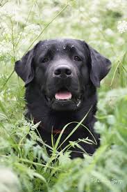 Merrilow Damaskus Labrador Retriever Dog Labrador Retriever Black Labrador Retriever