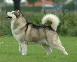 Why Do Dogs Have Tails Psychology Today