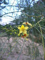 Phyllode is a petiole or shoot or rachis that ensuing from environmental modifications has modified the leaves of many monocotyledons are usually phyllode in origin. Parkinsonia Aculeata Wikipedia