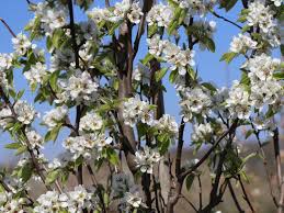 Pantalon pied de poule peter. Winterbirne Grafin Von Paris Comtesse De Paris Pyrus Communis Grafin Von Paris Comtesse De Paris Baumschule Horstmann