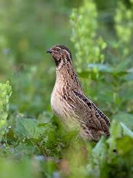 Cuida los árboles y descarga el libro de leon y montes leon (guia de viaje) en formato electrónico. Quail Coturnix Coturnix Linnaeus 1758