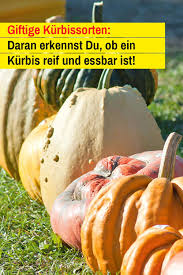 Giftige Kurbis Sorten Selbst De Essbare Kurbisse Kurbis Kurbissorten