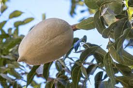 Image result for Lannea humilis