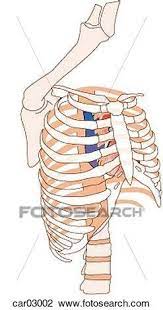 Rib cages are corpse parts that are used to obtain the base forms of part 7 stands. Good News Are The Kidneys Located Inside Of The Rib Cage Are The Kidneys Located Inside Of The Rib Cage Kidney Pain And Location Stones And Vs Back
