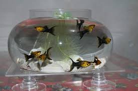 Aquarium unik dengan ukuran yang mini dan menggunakan daya usb dari notebook atau komputer. Aquarium Unik Facebook