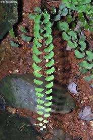 Image result for Adiantum patens