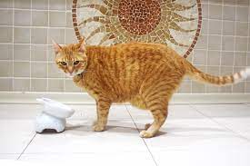 o que e a pelanquinha que os gatos tem na barriga gatinho branco