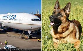 Check spelling or type a new query. United Airlines Mistakenly Sends Family S German Shepherd Dog To Japan