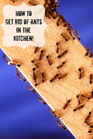Boric acid is a natural insecticide which can be mixed with honey to effectively kill ants and. How To Get Rid Of Sugar Ants In The House Arxiusarquitectura