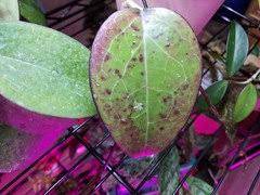 We did not find results for: Tell Me About Fusco Marginata And Dischorensis