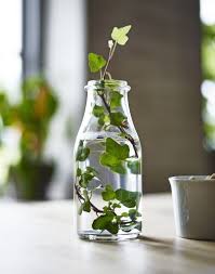 Ivy In A Bottle Vasen Ikea Hangepflanzen Diy Vase