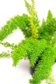 Asparagus aethiopicus (= asparagus sprengeri, protasparagus aethiopicus), also called asparagus fern, ground asparagus, and, in south africa, emerald fern and basket asparagus. Asparagus Densiflorus Myersii Foxtail Fern
