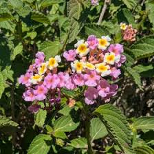 Image result for Searsia rehmanniana