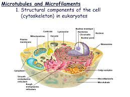 Check spelling or type a new query. Microtubules And Microfilaments Plasma Membrane The Cell Membrane