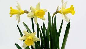 Depending on who you talk to all of these flowers can represent the astrological sign of capricorn. Daffodil Flower Meaning Symbolism And Colors