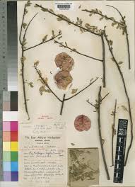 Image result for Erythrophysa