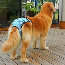 Elles interviennent généralement 2 fois par an, le plus souvent au printemps et à l'automne. Chaleurs De La Chienne Et Du Chien Tout Savoir Holidog Times