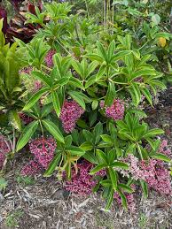 Image result for Mostuea microphylla