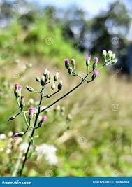 Image result for Vernonia cinerea
