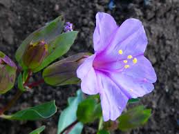 Image result for Mirabilis