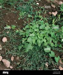 Image result for Fallopia convolvulus