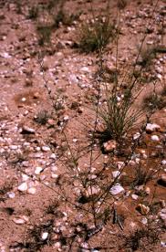 Image result for Sericorema sericea