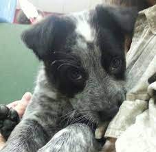 Pin On Blue Heeler Border Collie Mix