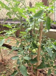 Nah, itu adalah cara tanam tomat melalui bibit. Booster Tanaman Anda Mudahnya Tanam Pokok Tomato