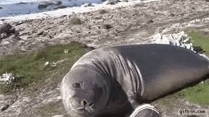 Funny Gifs From Fails To Follies Team Jimmy Joe Funny Gif Cool Gifs Best Funny Pictures