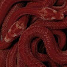 Pin By Olivia On Television Avatar The Last Airbender Legend Of Korra Red Aesthetic Snake Lovers Aesthetic