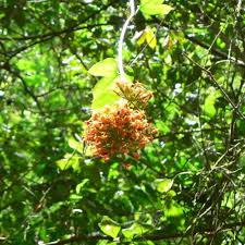 Image result for Rhynchosia holosericea