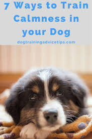 7 Ways To Train Calmness In Your Dog Dog Training Advice Tips Dog Training Obedience Anxious Dog Dog Training Tips