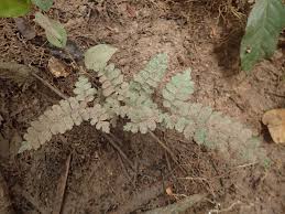 Image result for Adiantum vogelii