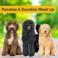 Poodles & Doodles event image