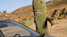 Jumping cactus on your leg, let me help (klatom) r (19.11.2020 9:49). Cactus Gifs Tenor