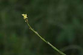 Image result for Sisymbrium burchellii